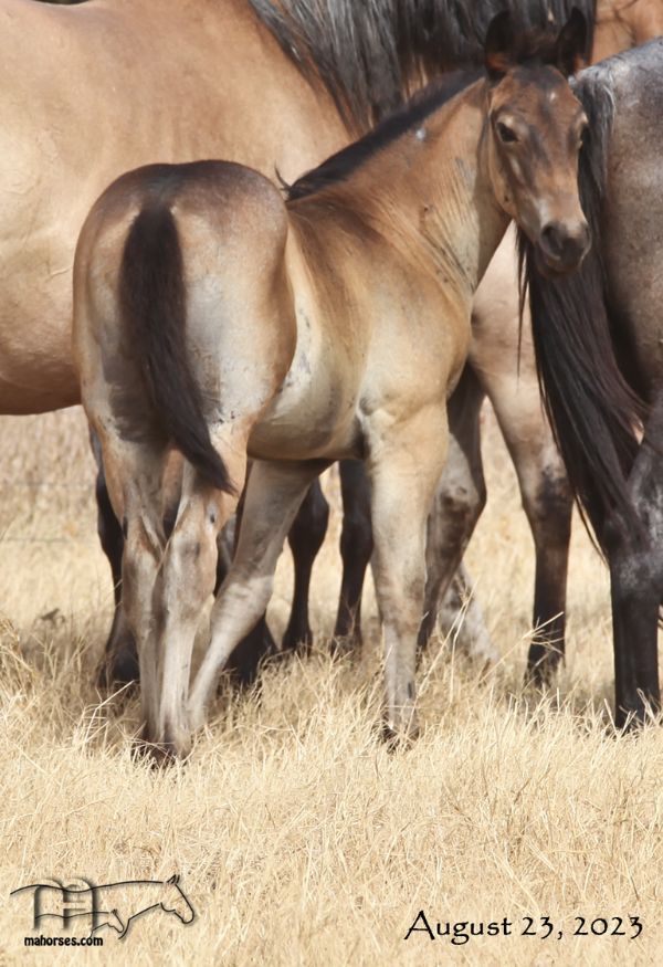 Whipp Hancock Jenny's 2023 Roan Colt